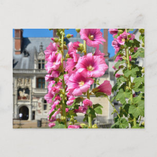 Pink hollyhocks flowers postcard
