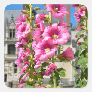 Pink hollyhocks flowers postcard square sticker