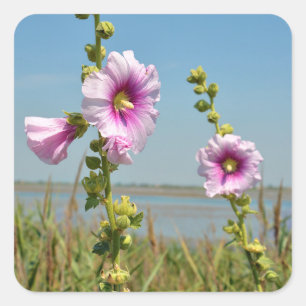 Pink hollyhocks flowers square sticker