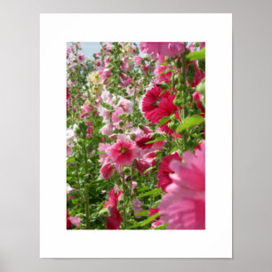 Pink Hollyhocks: Japan Poster