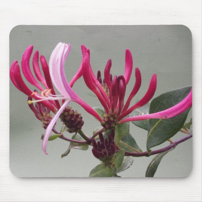 Pink Honeysuckle Flower Mousepad (Front)
