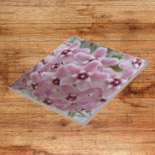 Pink Hoya Plant Flowers Floral Tile