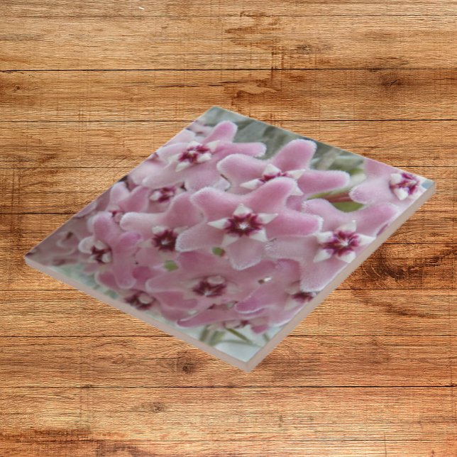 Pink Hoya Plant Flowers Floral Tile (In Situ)