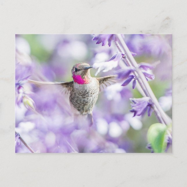 Pink Hummingbird Flying in Purple Postcard (Front)