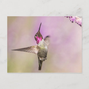 Pink Hummingbird Posing in Flight Postcard