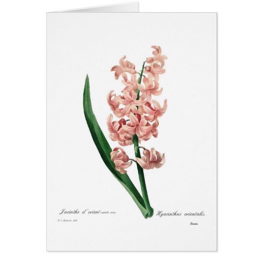 Pink Hyacinth Card
