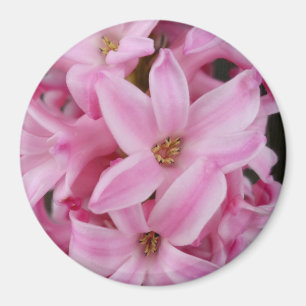 pink hyacinth flower magnet