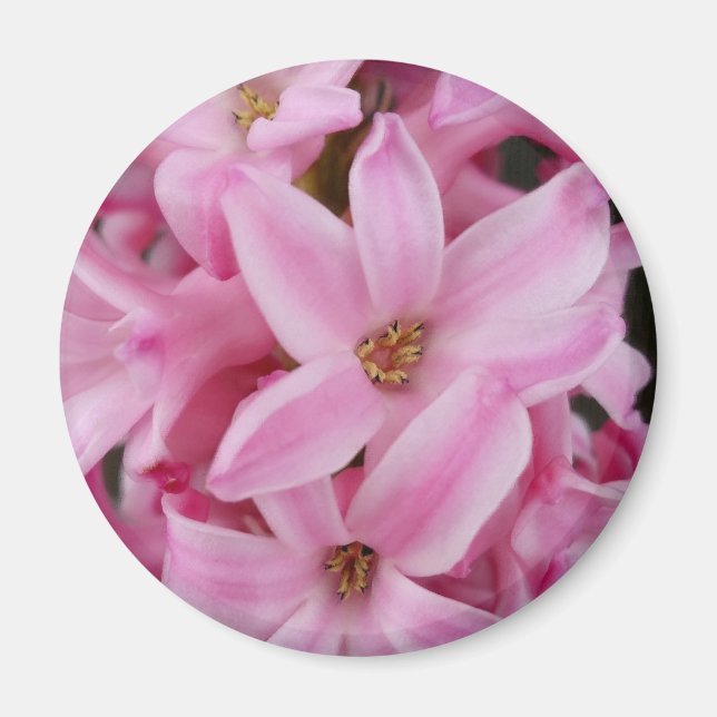 pink hyacinth flower magnet (Front)
