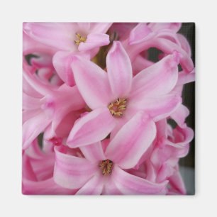 pink hyacinth flower magnet
