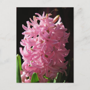 Pink Hyacinth Flower Postcard