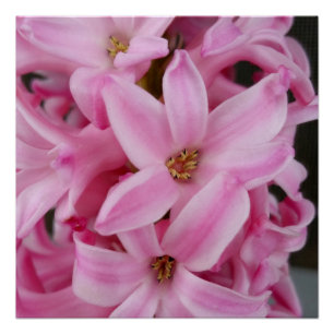 pink hyacinth flower poster