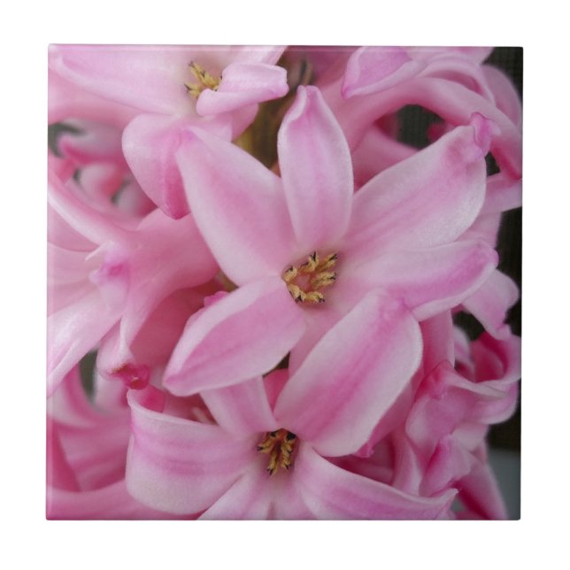 pink hyacinth flower tile (Front)
