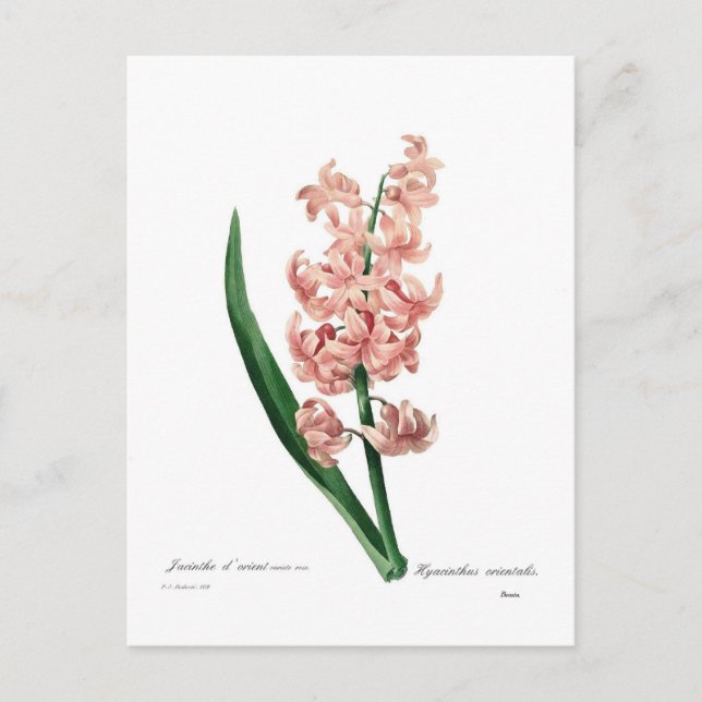 Pink Hyacinth Postcard (Front)