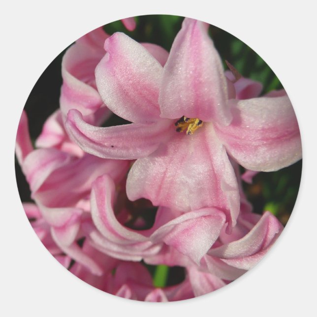 Pink Hyacinth Spring Floral Classic Round Sticker (Front)