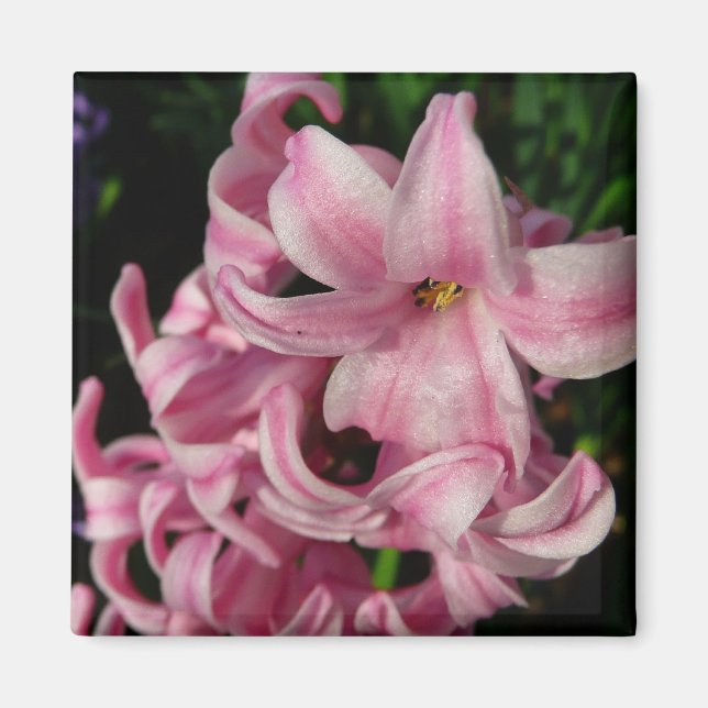 Pink Hyacinth Spring Floral Magnet (Front)