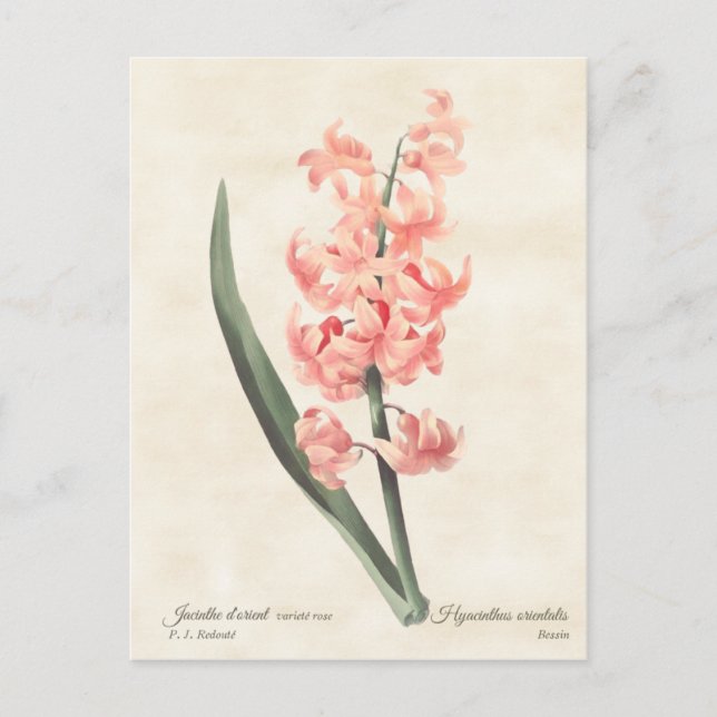 Pink Hyacinth Vintage Botanical Illustration Postcard (Front)