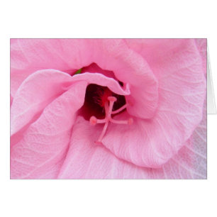 Pink Hybiscus