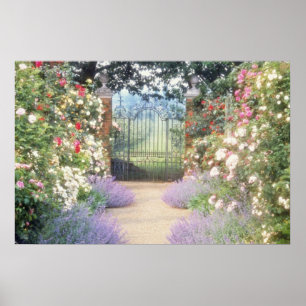 Pink Hybrid Rose-Lined Path To Gate, Underplanted Poster