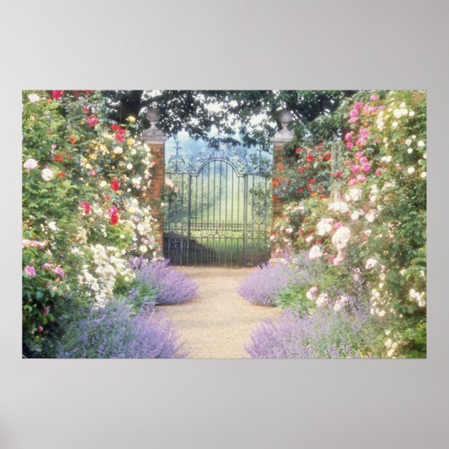 Pink Hybrid Rose-Lined Path To Gate, Underplanted Poster (Front)