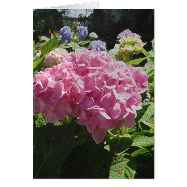 Pink Hydrangea (Front)
