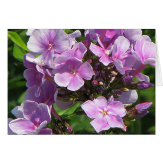 pink hydrangea