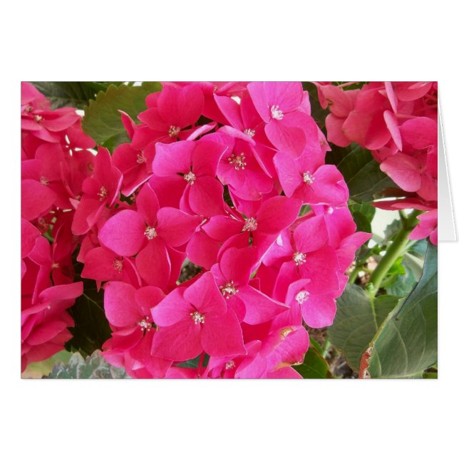 Pink Hydrangea (Front Horizontal)