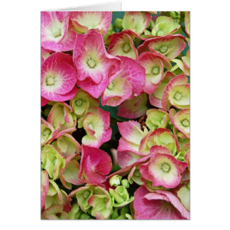 Pink Hydrangea