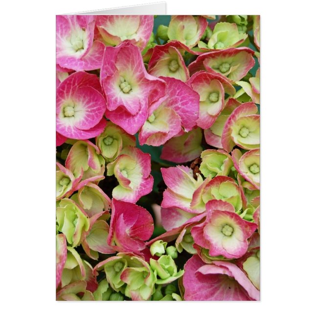 Pink Hydrangea (Front)