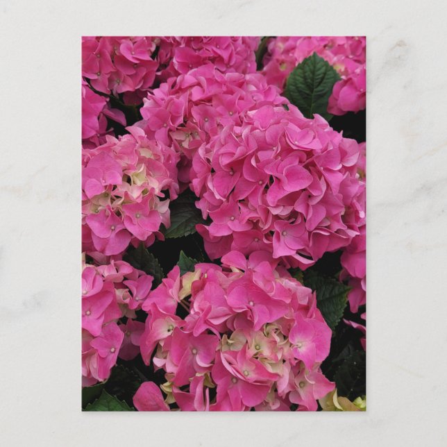 Pink hydrangea beauty    postcard (Front)