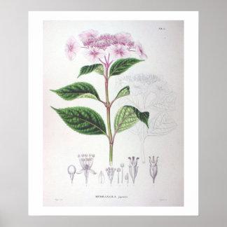 Pink Hydrangea Botanical Drawing Poster Print
