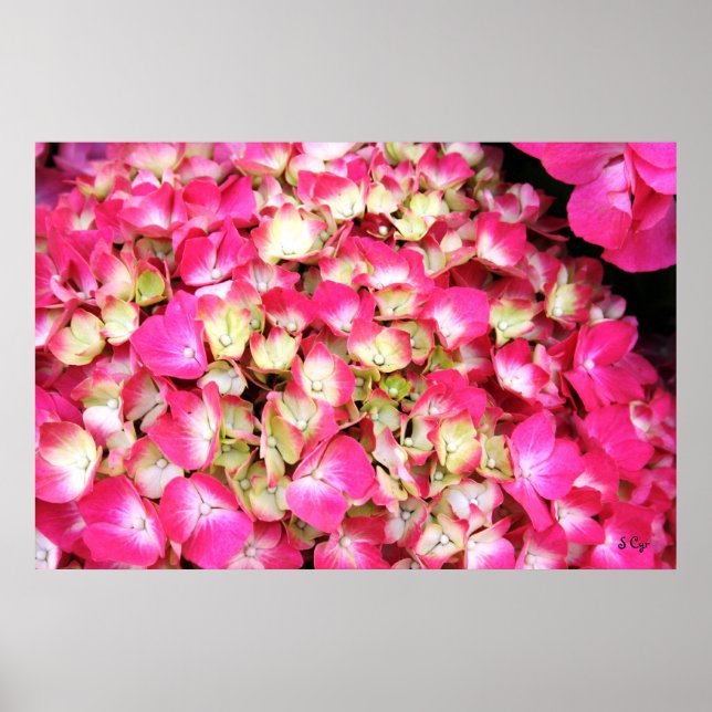 Pink Hydrangea Bouquet Poster, S Cyr Poster (Front)