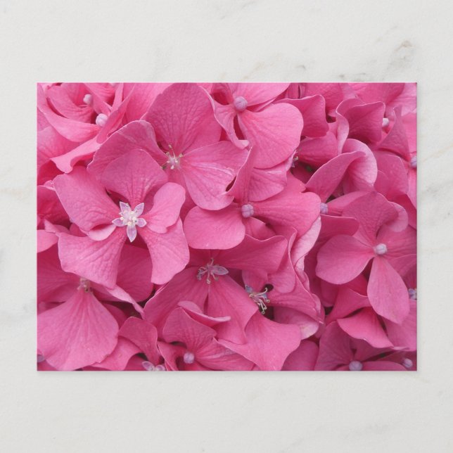 Pink Hydrangea Close Up DIY Postcard (Front)