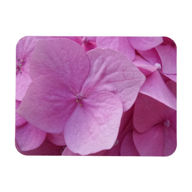 Pink Hydrangea Flower 3"x4" Magnet (Horizontal)