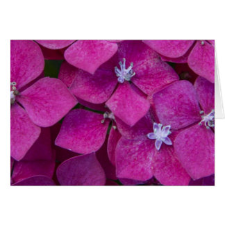 Pink Hydrangea Flowers