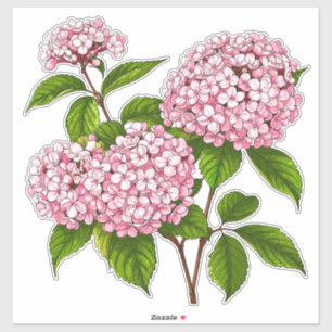 Pink Hydrangea Flowers in Full Bloom
