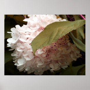 Pink Hydrangea Flowers Photography Poster