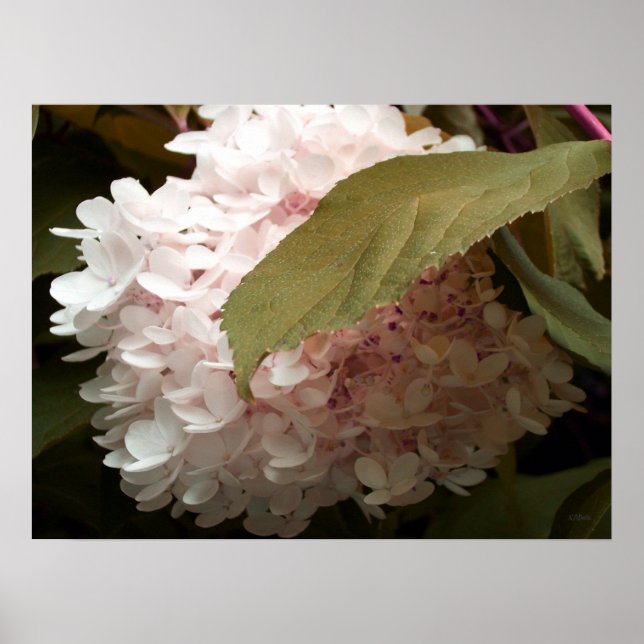 Pink Hydrangea Flowers Photography Poster (Front)
