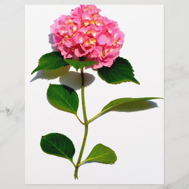 Pink Hydrangea pink floral pink flower (Front)