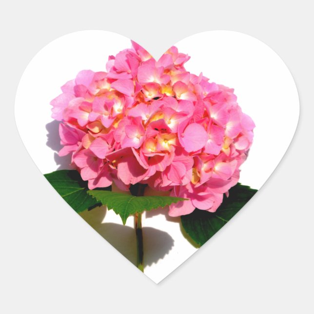 Pink Hydrangea pink floral pink flower Heart Sticker (Front)