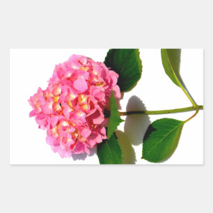 Pink hydrangea pink floral pink flower rectangular sticker