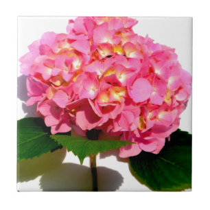 Pink hydrangea pink floral pink flower tile
