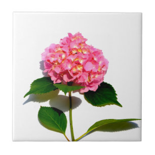 Pink hydrangea pink floral pink flower tile