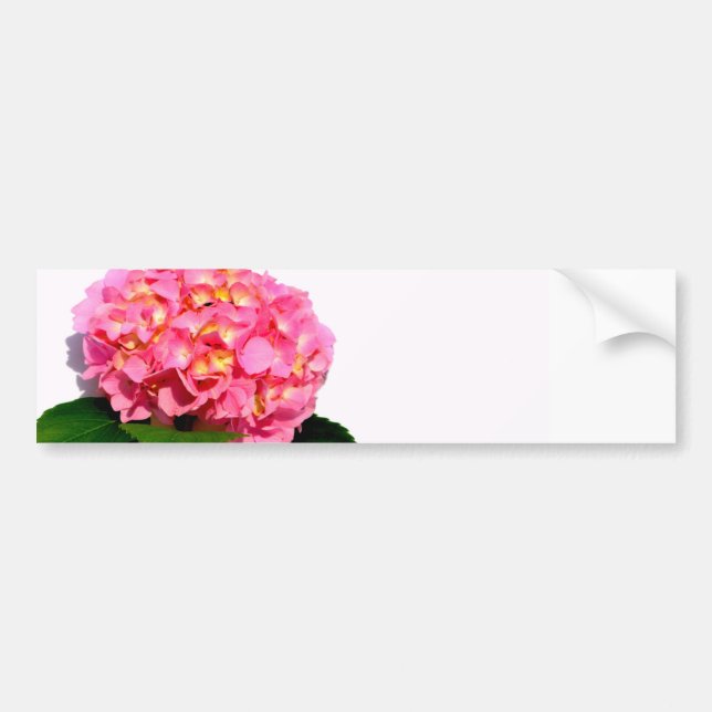 Pink hydrangea pink flower pink floral bumper sticker (Front)