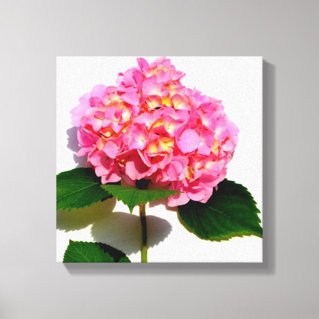 Pink Hydrangea pink flower pink floral Canvas Print (Front)