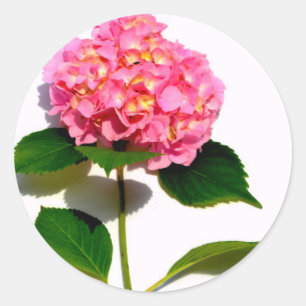 Pink hydrangea pink flower pink floral classic round sticker