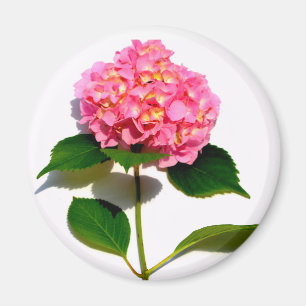 Pink hydrangea pink flower pink floral magnet