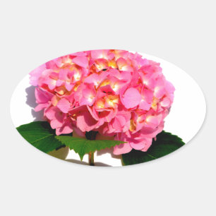 Pink Hydrangea pink flower pink floral Oval Sticker