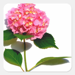 Pink Hydrangea pink flower pink floral Square Sticker
