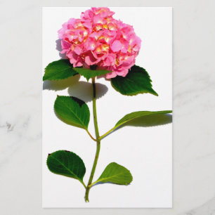 Pink Hydrangea pink flower pink floral Stationery