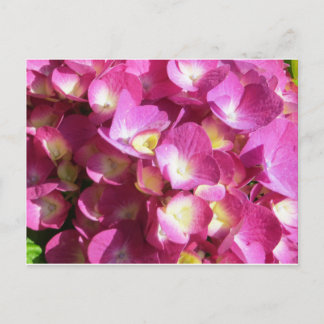 Pink Hydrangea postcard